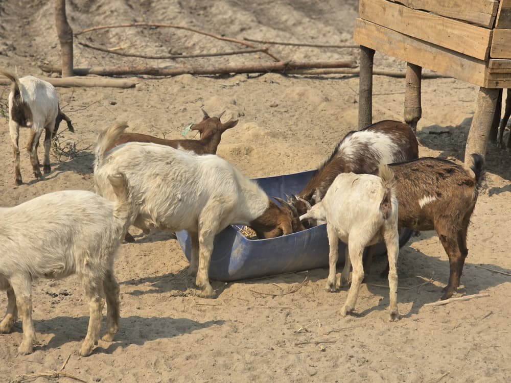 Goats eating